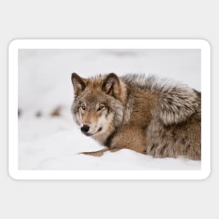 Gray Wolf Sticker